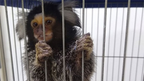 Polícia Ambiental de Assis multa homem que mantinha macaco irregularmente dentro de sua residência