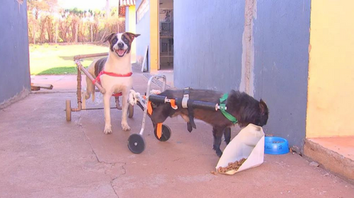 Cadeiras de rodas feitas com cano dão liberdade a cães resgatados após atropelamento