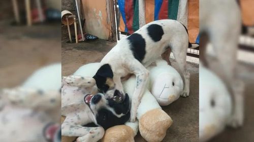 Dono de loja que sofreu  tentativa de furto  por cachorros presenteia  gangue canina  com pelúcia