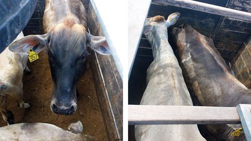 Polícia Militar de Pompeia recupera gado e porco furtados