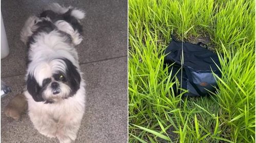 Shih-tzu encontrado morto dentro de bolsa foi agredido com golpes de madeira por  latir muito