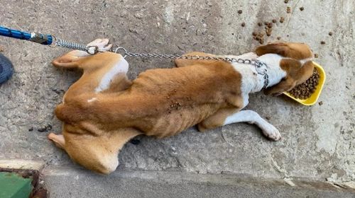 Cadela e filhotes são resgatados em situação de maus-tratos e sem acesso a agua e comida em Marília