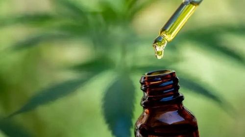 Pela 1ª vez, Anvisa autoriza plantio de cannabis; UFRN quer avaliar uso contra distúrbio neurológico e psiquiátrico