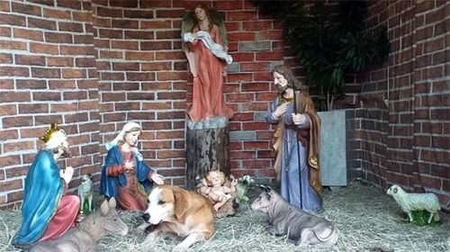 Cachorro chama atenção de fiéis ao buscar abrigo em presépio da igreja católica de Bastos