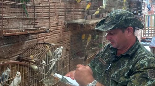 Homem é multado em mais de R$ 13 mil por manter aves exóticas em cativeiro, em Rancharia