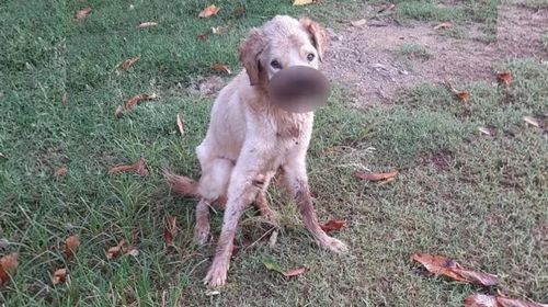 Ao se mudar de casa, homem abandona cachorro e acaba autuado por maus-tratos em Rosana