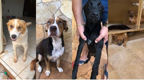 Adoção responsável: cinco cachorros que foram abandonados na rua procuram um lar em Tupã