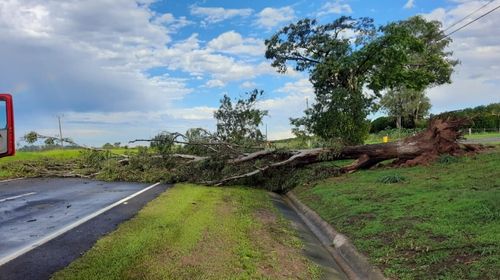 Queda de árvore interdita rodovia SP-294 em Tupã