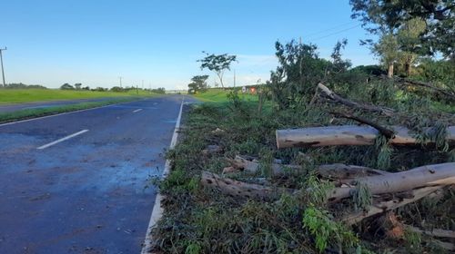 Queda de árvore interdita rodovia SP-294 em Tupã (Foto/Cedida)