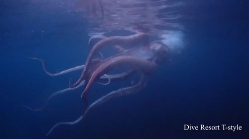 Mergulhadores japoneses registram raras imagens de lula gigante nadando no mar