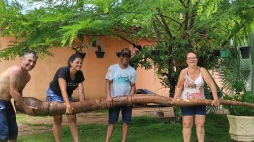 Mandioca gigante de 4 m de comprimento foi colhida no final de semana na Chácara Santa Maria/Foto: Facebook