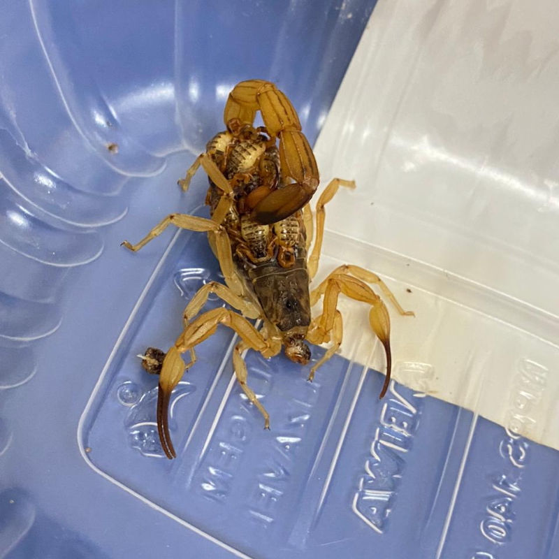 Cuidados com escorpiões devem ser redobrados em períodos de chuvas