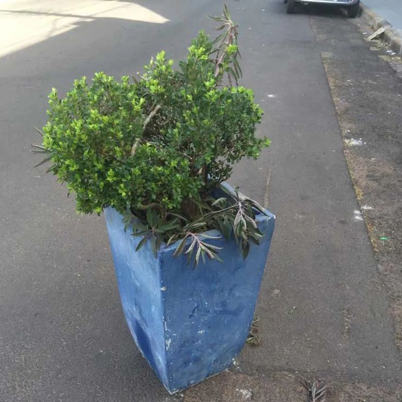 Homem furta vaso de planta ornamental concretado em calçada de igreja evangélica e acaba preso em Osvaldo Cruz