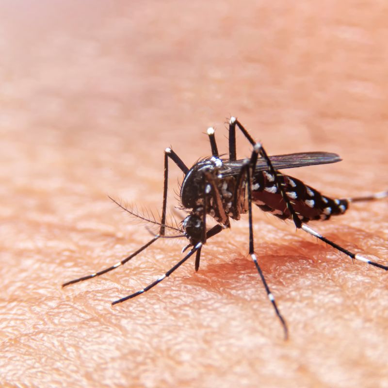 Tupã tem 4 óbitos suspeitos de dengue sob investigação
