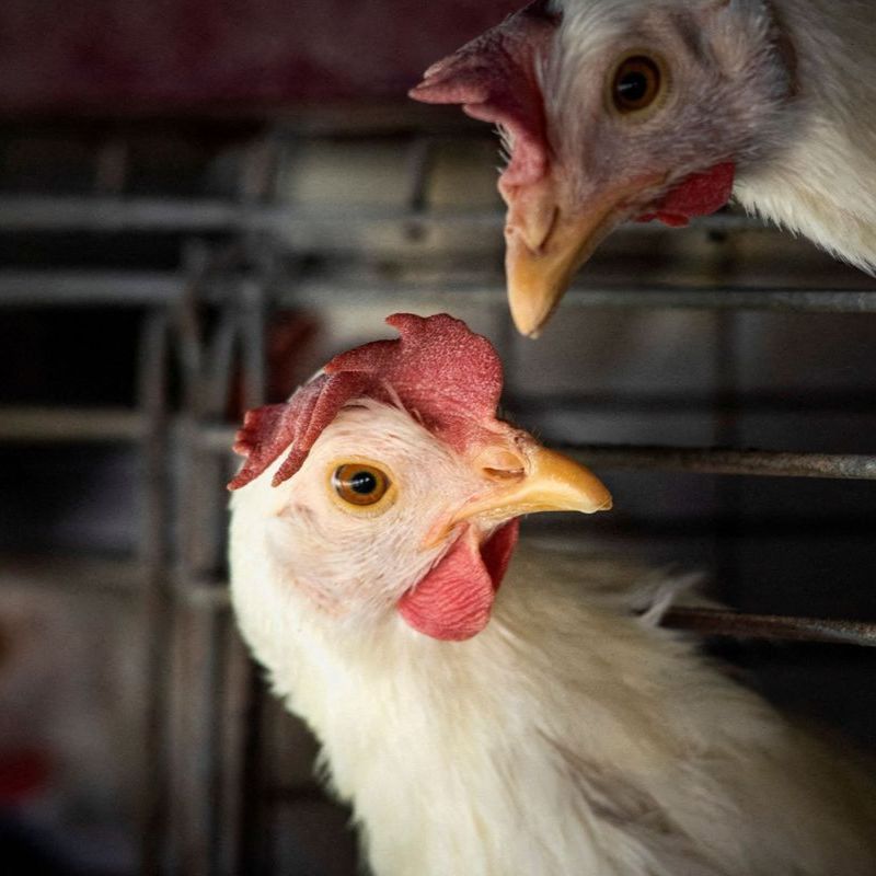 Tupã faz campanha de prevenção contra a gripe aviária