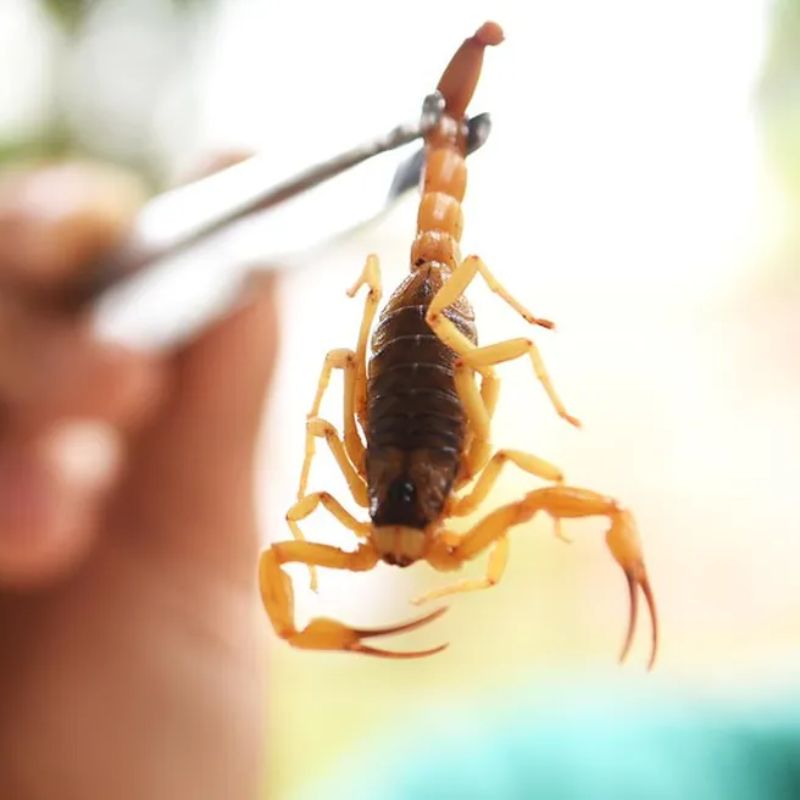 Escorpiões picam crianças de 2, 3 e 8 anos na zona rural de Tupã