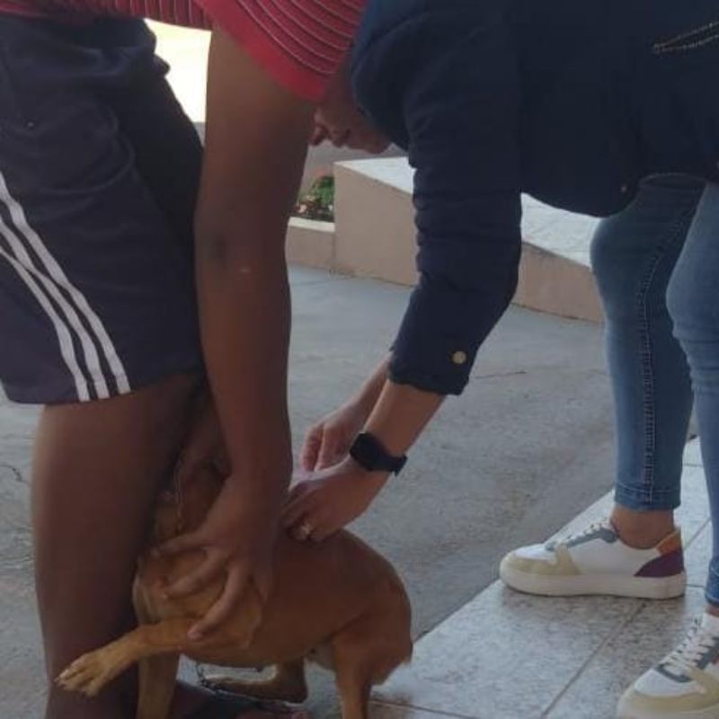 Campanha de vacinação antirrábica para cães e gatos é realizada pela Prefeitura de Queiroz