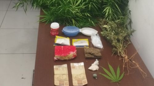 Força Tática descobre plantio de cannabis em residência de Tupã