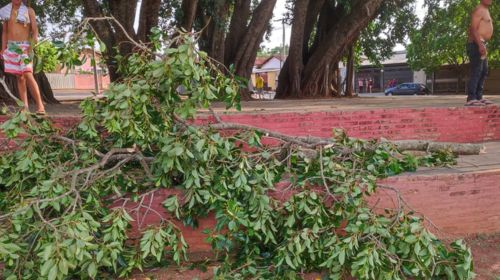 Mulher morre ao ser atingida por galho de árvore na Praça da Figueira, em Tupã