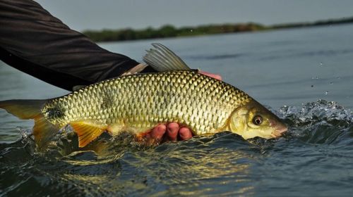 Defeso proíbe pesca no período da piracema a partir desta quarta-feira (1º)