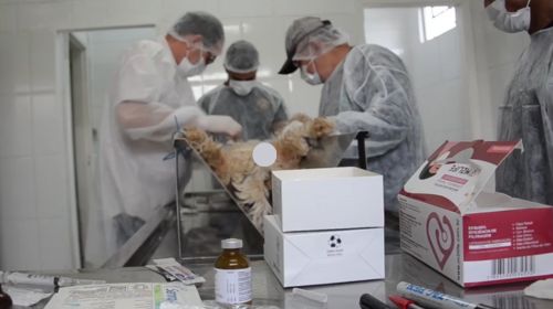 Prefeitura de Tupã libera mais 200 vagas para castração de cadelas e gatas