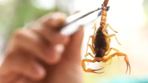 Força-tarefa previne aparição de escorpiões em escolas e creches de Tupã