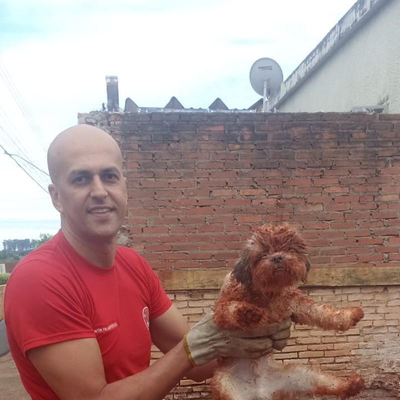 Bombeiros de Tupã resgatam cachorro que caiu em buraco no município de Bastos