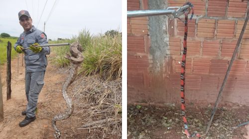 Corpo de Bombeiros captura duas cobras no mesmo dia em Tupã