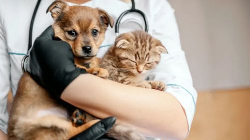 Programa de castração gratuita de cães e gatos está com agenda aberta