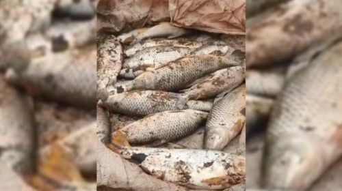 Polícia Civil abre inquérito para investigar mortandade de peixes em rio de Queiroz