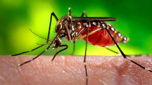 Cinco casos de Chikungunya confirmados em Tupã neste ano