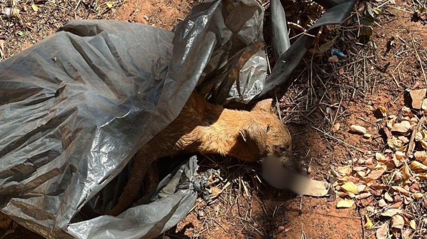 Cachorro é encontrado vivo dentro de saco jogado em terreno em Tupã