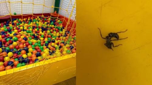 Mãe é mordida por formiga que tem uma das picadas mais dolorosas do mundo após entrar com filho em piscina de bolinhas