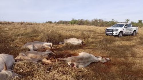 PM Ambiental encontra gado agonizando em fazenda em Dracena