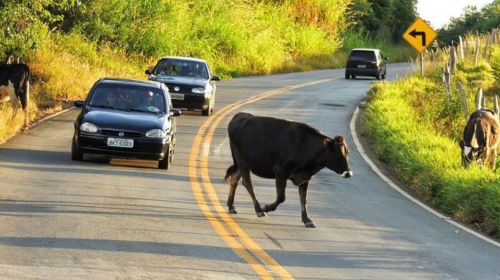 STJ decide que concessionárias deverão indenizar motoristas por acidentes causados por animais na pista