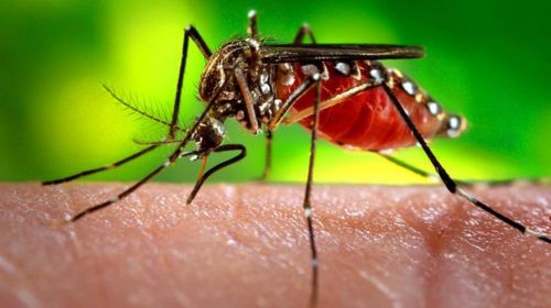 Tupã registra 5 novos casos de Chikungunya na última semana