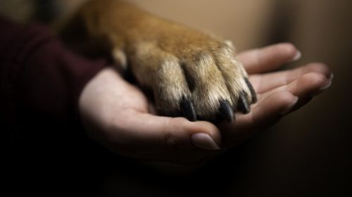 Após divórcio, cachorro recebe direito a pensão alimentícia para tratamento de doença; entenda