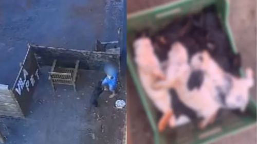 Criança de 9 anos invade fazendinha e mata 23 animais no Paraná