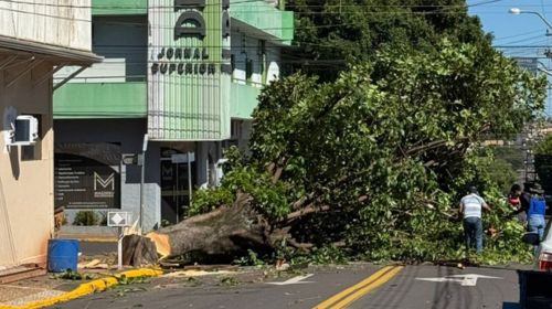 Árvore de grande porte é extraída na Rua Caingans em Tupã a pedido de morador