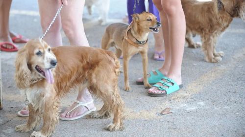 RG dos pets: Cães e gatos terão carteira de identidade nacional em 2025