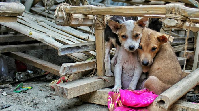 Brasil tem cerca de 30 milhões de animais domésticos abandonados