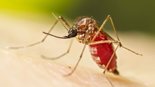 Tupã confirma quinta morte por chikungunya e é a cidade com mais casos da doença no estado de SP