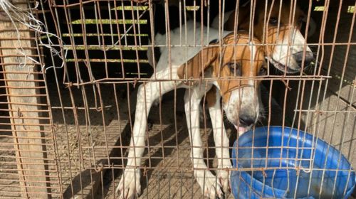 Polícia resgata cães e coelho em situação de maus-tratos em Bastos