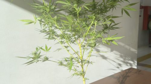 Procurado é preso com pé de maconha em Herculândia