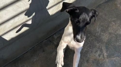 Polícia resgata cachorro agredido a pauladas em cemitério de Marília