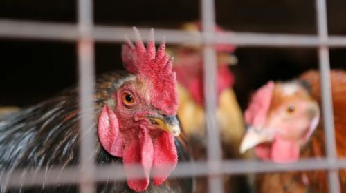 Sem casos confirmados, Tupã redobra cuidados para barrar gripe aviária