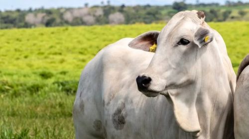 Campanha de vacinação contra brucelose termina em 30 de junho