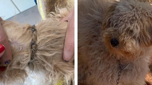 Cão é resgatado após ser abandonado com sinais de maus-tratos no centro de Bastos