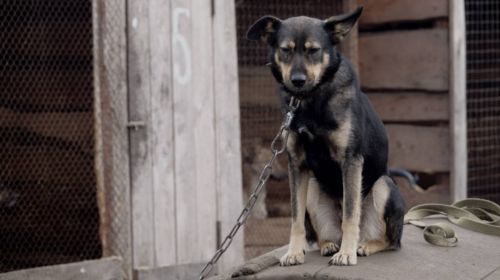 Quem acorrentar cães e gatos de forma inadequada pagará multa de até R$ 37 mil no estado de São Paulo