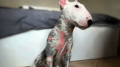 Governo sanciona lei que proíbe tatuagens e piercings em cães e gatos